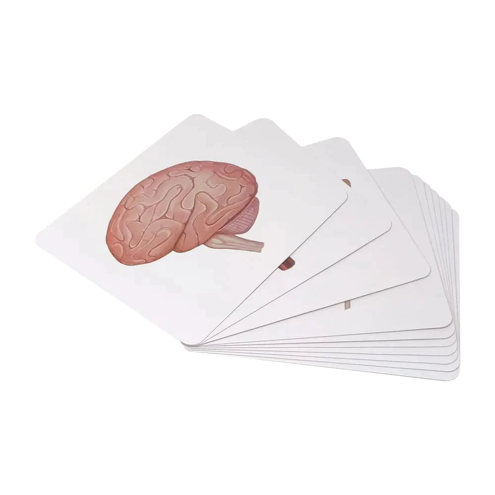 Brainsmith Organs of the Human Body Quantum Flash Cards Set of 10 Cards 25.8 × 22.1 cm Multicolor