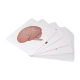 Brainsmith Organs of the Human Body Quantum Flash Cards Set of 10 Cards 25.8 × 22.1 cm Multicolor