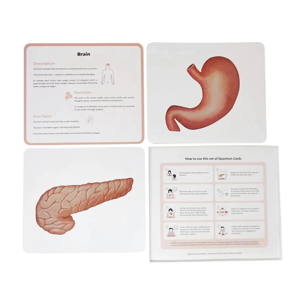 Brainsmith Organs of the Human Body Quantum Flash Cards Set of 10 Cards 25.8 × 22.1 cm Multicolor
