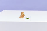 LEGO Creator 3in1 Cute Hamster with a Flower 166 Pieces 6 × 8 × 5 cm Multicolour