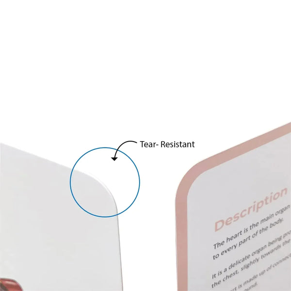 Brainsmith Quantum Cards Organs Of The Human Body