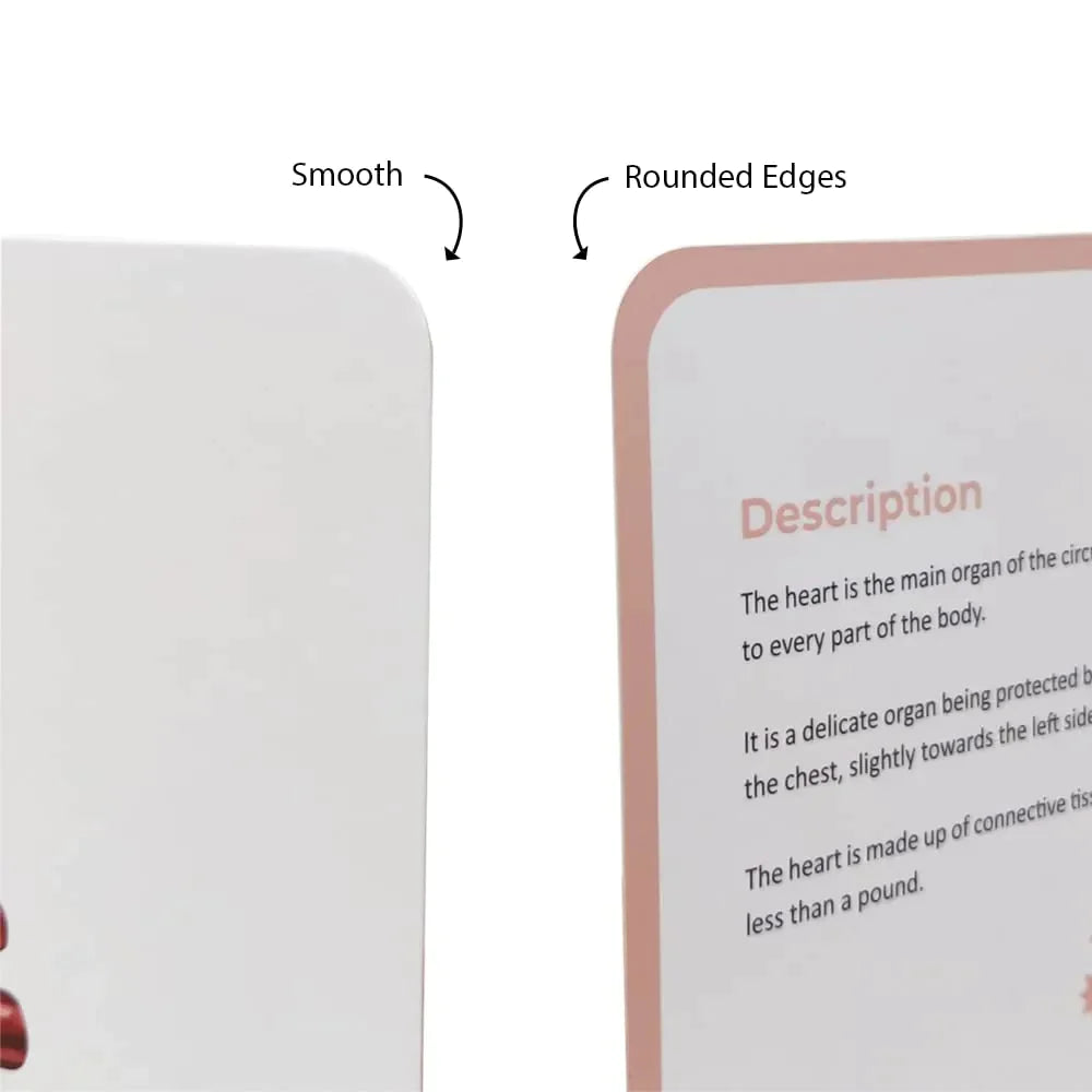 Brainsmith Organs of the Human Body Quantum Flash Cards Set of 10 Cards 25.8 × 22.1 cm Multicolor