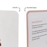 Brainsmith Organs of the Human Body Quantum Flash Cards Set of 10 Cards 25.8 × 22.1 cm Multicolor
