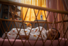 Philips Avent Introduces Groundbreaking Connected Baby Monitor for Enhanced Peace of Mind