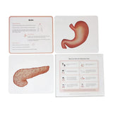 Brainsmith Organs of the Human Body Quantum Flash Cards Set of 10 Cards 25.8 × 22.1 cm Multicolor