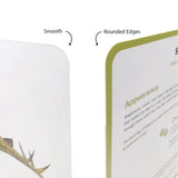 Brainsmith Dinosaurs Quantum Flash Cards | Set of 10 Learning Cards