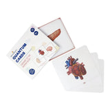 Brainsmith Organs of the Human Body Quantum Flash Cards Set of 10 Cards 25.8 × 22.1 cm Multicolor